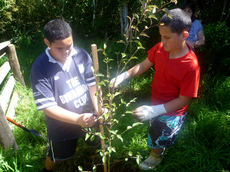 Kura Kaupapa Maori o Kaikohe 8 Marea Timoko