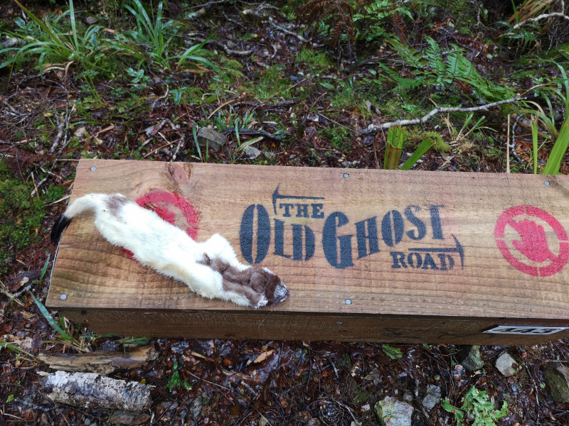 OGR Albino Stoat Lyell Saddle Hut Kill credit The Old Ghost Road