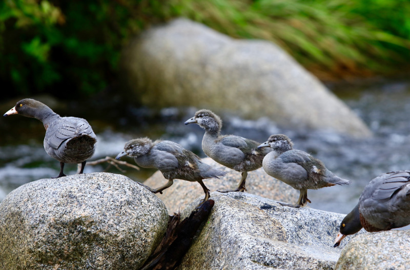 190606 Whio Katipo Creek Photo Credit Richard Rossiter cropped