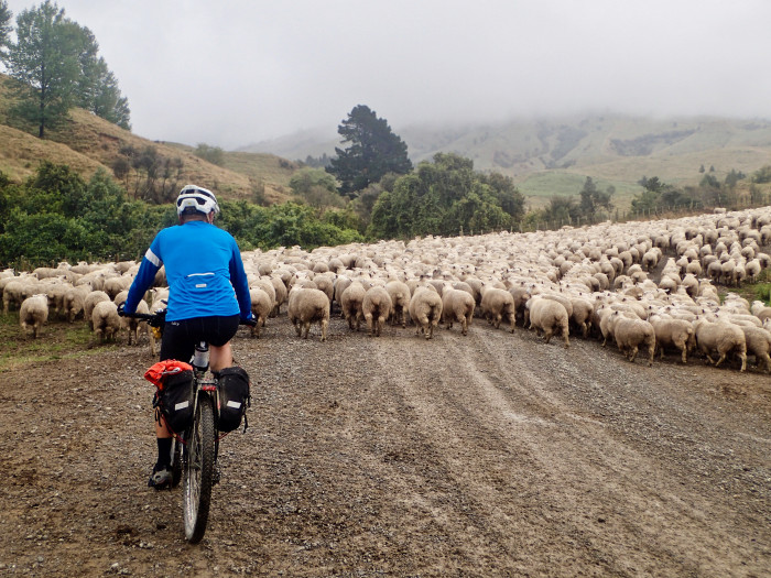 Kopiko Aoteroa sheep traffic Jim Robinson