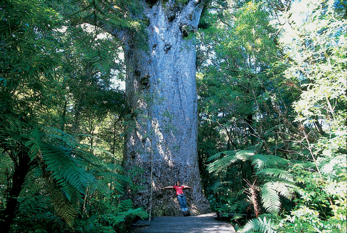L185 Waipoua Forest Northland Destination Northland