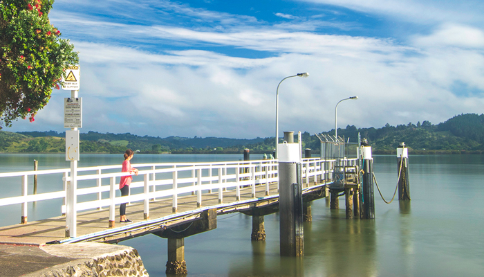 kauri coast